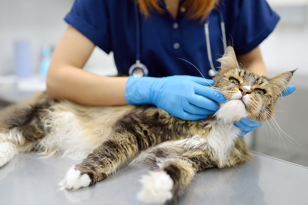 Cat health checkup with vet gently inspecting tabby cat on exam table.