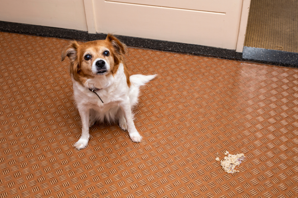 A small brown and white dog sitting on a textured orange floor next to a pile of spilled food or vomit.