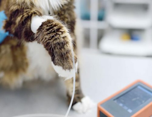 Senior Screening: Blood Pressure, Thyroid, and X-Rays