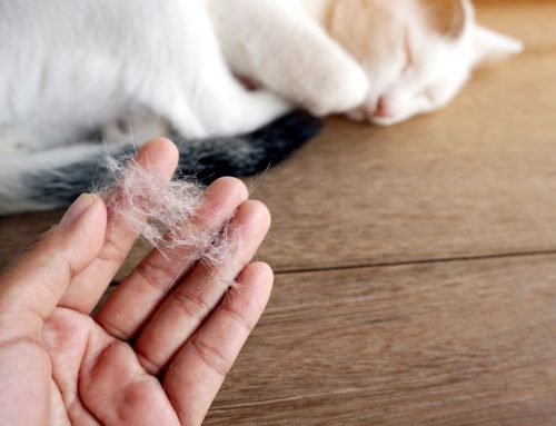 Alopecia in Dogs & Cats: Endocrine vs. Dermatologic Causes