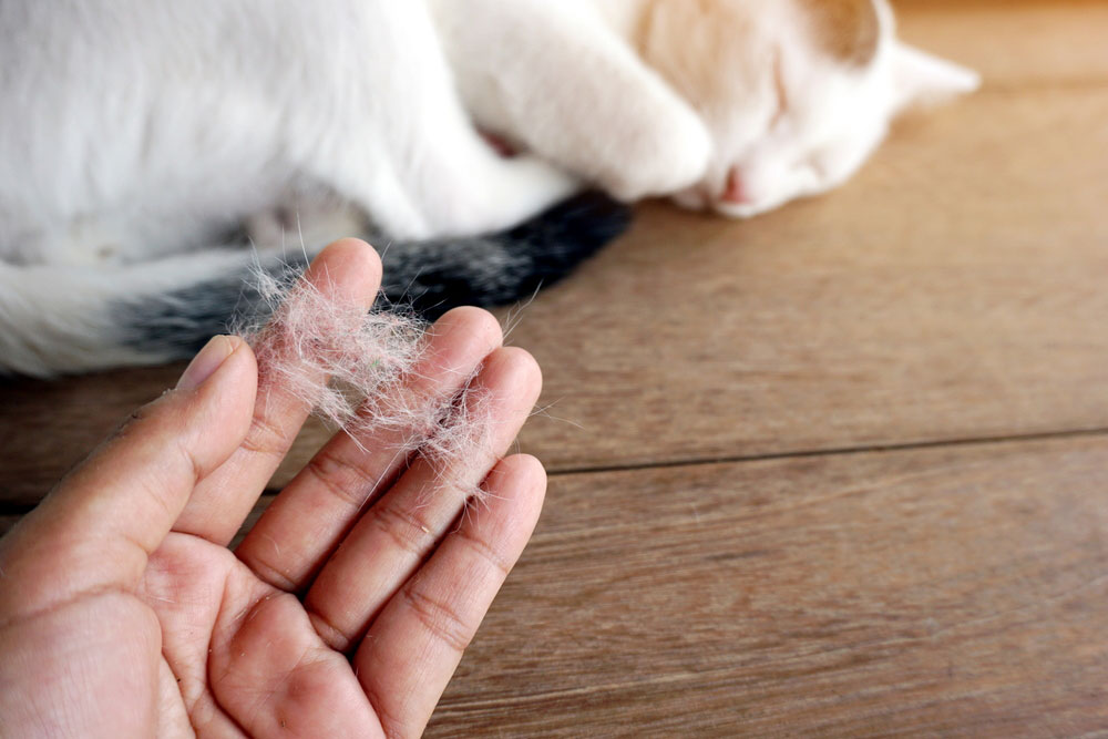 Dog shedding loose fur showing heavy coat loss and shedding issues.