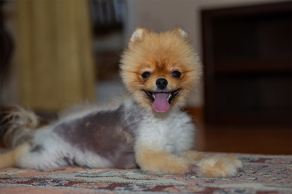 Pomeranian with patchy hair loss due to alopecia and skin irritation.