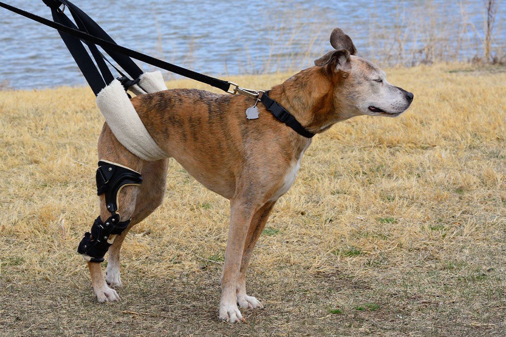 A brown and white dog stands on dry grass near water, wearing a black leg brace and a support harness around its hips, with its eyes closed and head slightly up.