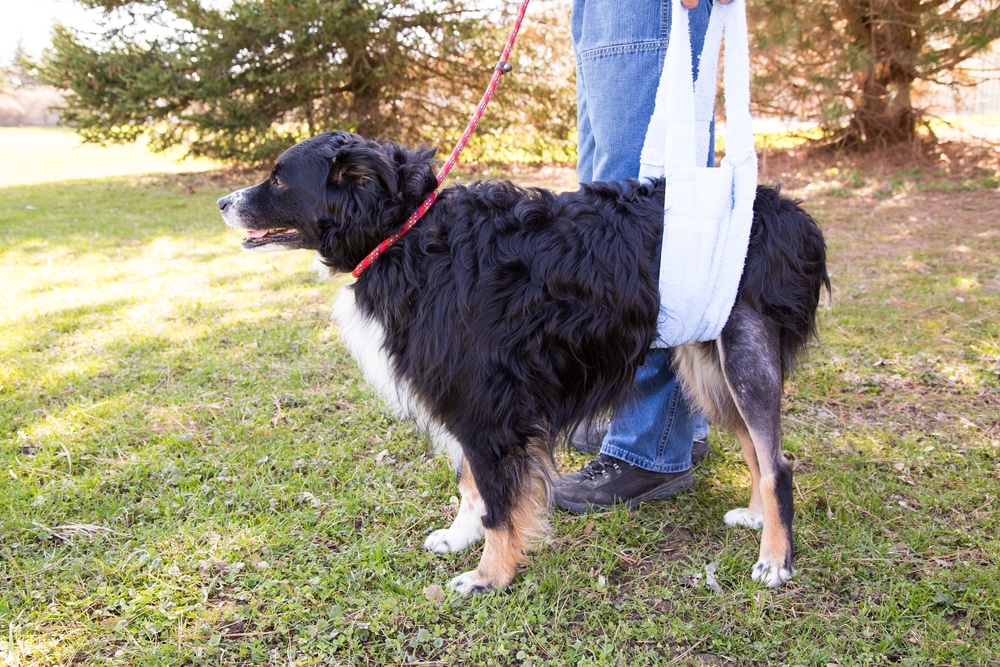 A black and brown dog stands on grass wearing a support harness around its hips. A person in jeans holds the harness handles, helping the dog stand. Trees are visible in the background.