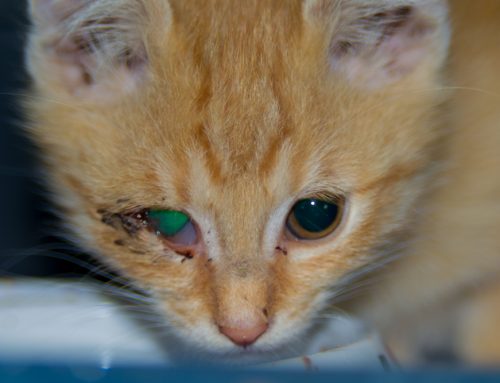 Entropion/Ectropion: Surgical Correction and Outcomes