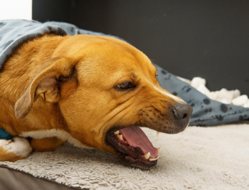 Why Does My Dog Cough When Excited, Pulling on the Leash, or Exercising?