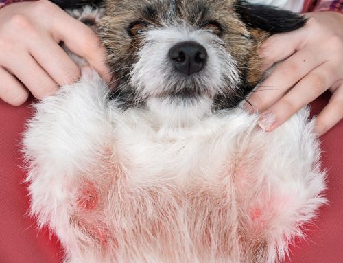 Which Allergy Medication Is Actually Right for My Itchy Dog or Cat?