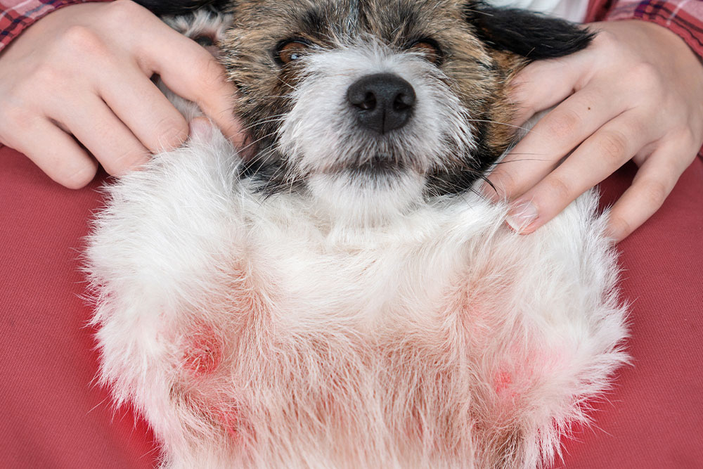 Dog with red, inflamed skin rash on its chest and front legs during a veterinary skin examination.