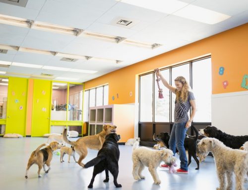 How Do You Know If a Dog Daycare Is Actually Safe?