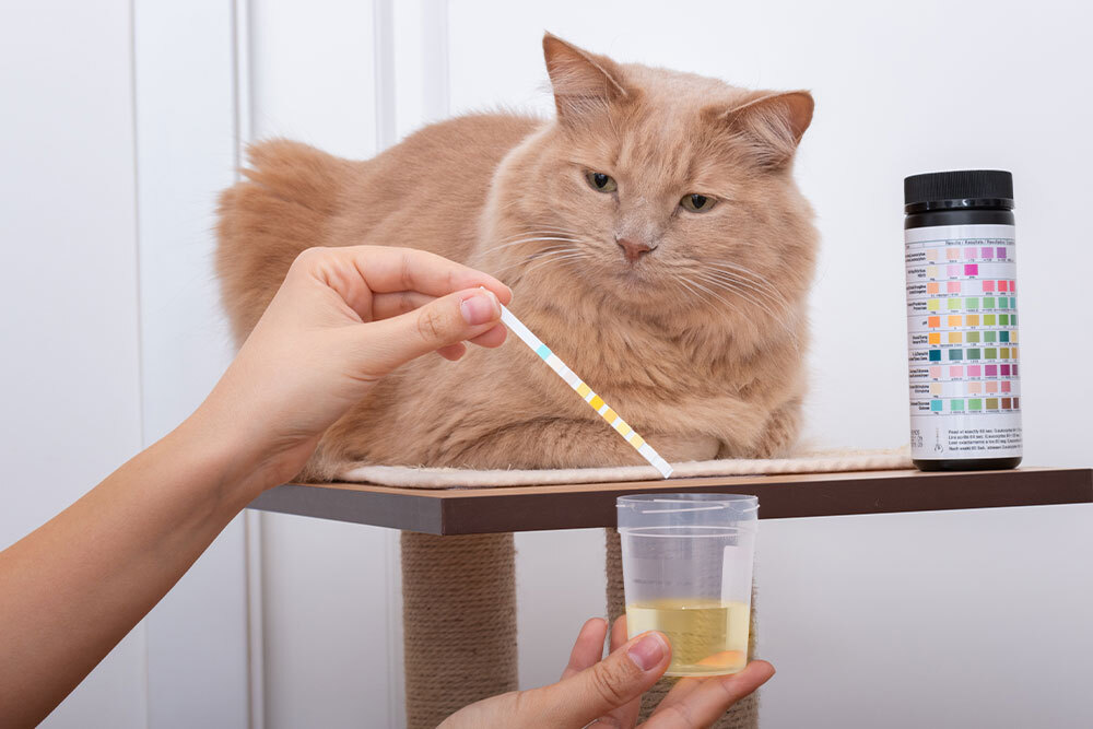 Veterinarian collecting a urine sample from a cat for diagnostic testing.