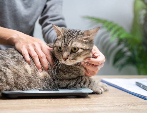 Does the Number on the Scale Tell You If Your Pet Is Healthy?