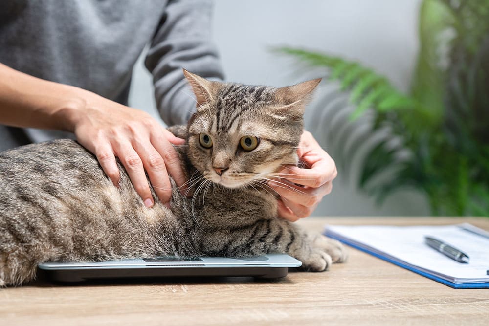 Cat being weighed on a veterinary scale during a routine wellness examination.
