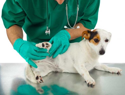 Will My Pet Walk Normally Again After Hip Surgery?