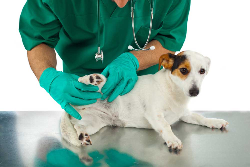 A veterinarian in green uniform and teal gloves examines a small white and brown dog’s hind leg on a metallic table, assessing for injury or joint issues.