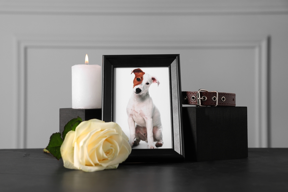 Pet memorial featuring a framed photo of a dog, its collar, a burning candle, and a rose to honor a beloved pet after loss.